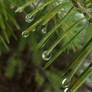 Pine drops