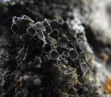 Tiny lichen