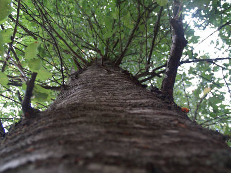 Harmony Ridge: Tree Trunk