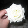 White Rose