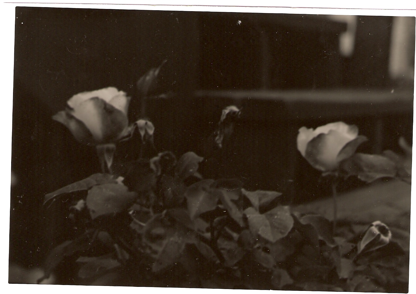 roses of winter