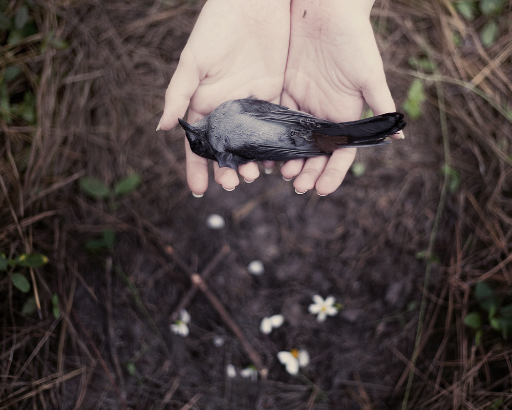 tattered feathers