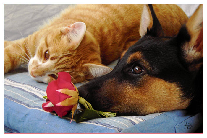 'cat, dog and rose'