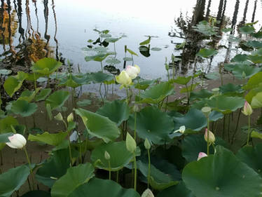 Lotuses