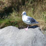 Seagull Rock