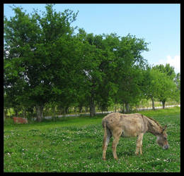 Grazing Donkey