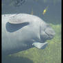 Manatee Waving