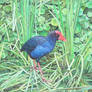 Purple swamphen