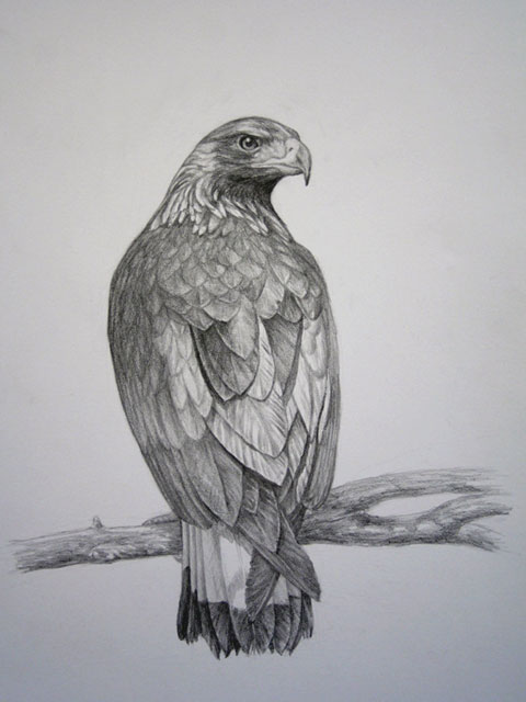 Golden Eagle