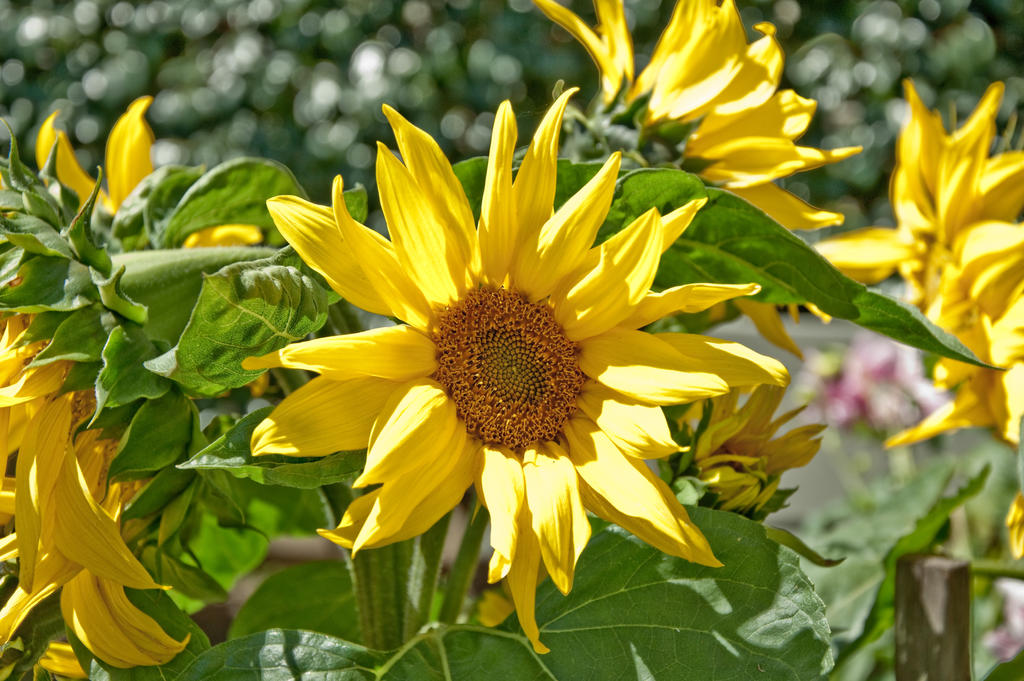 Sunflower 2 by FezNLens on DeviantArt