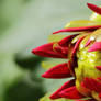 Dahlia Bud