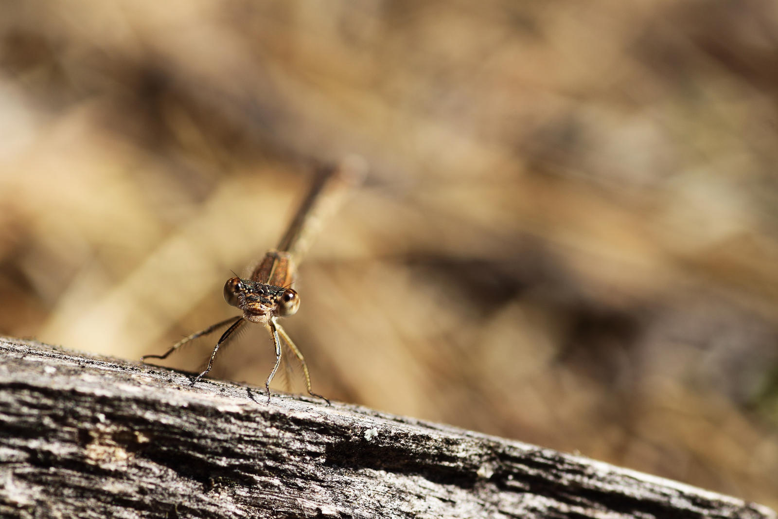 Look me in the Eye (Sympecma Fusca)