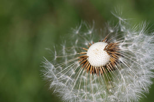 Dandelion