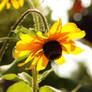 Rudbeckia Fulgida