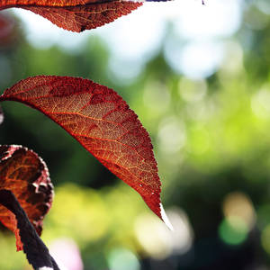 Red Leaf