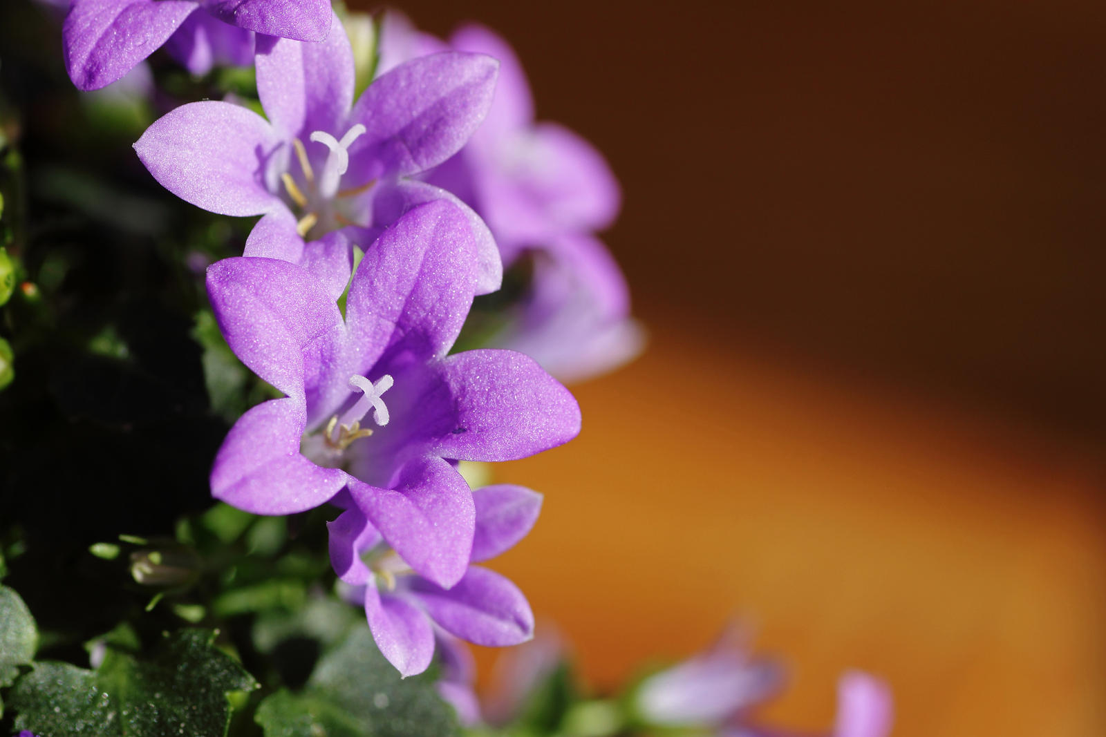 Purple Campanula