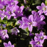 Purple Campanula