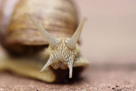 The face of a snail