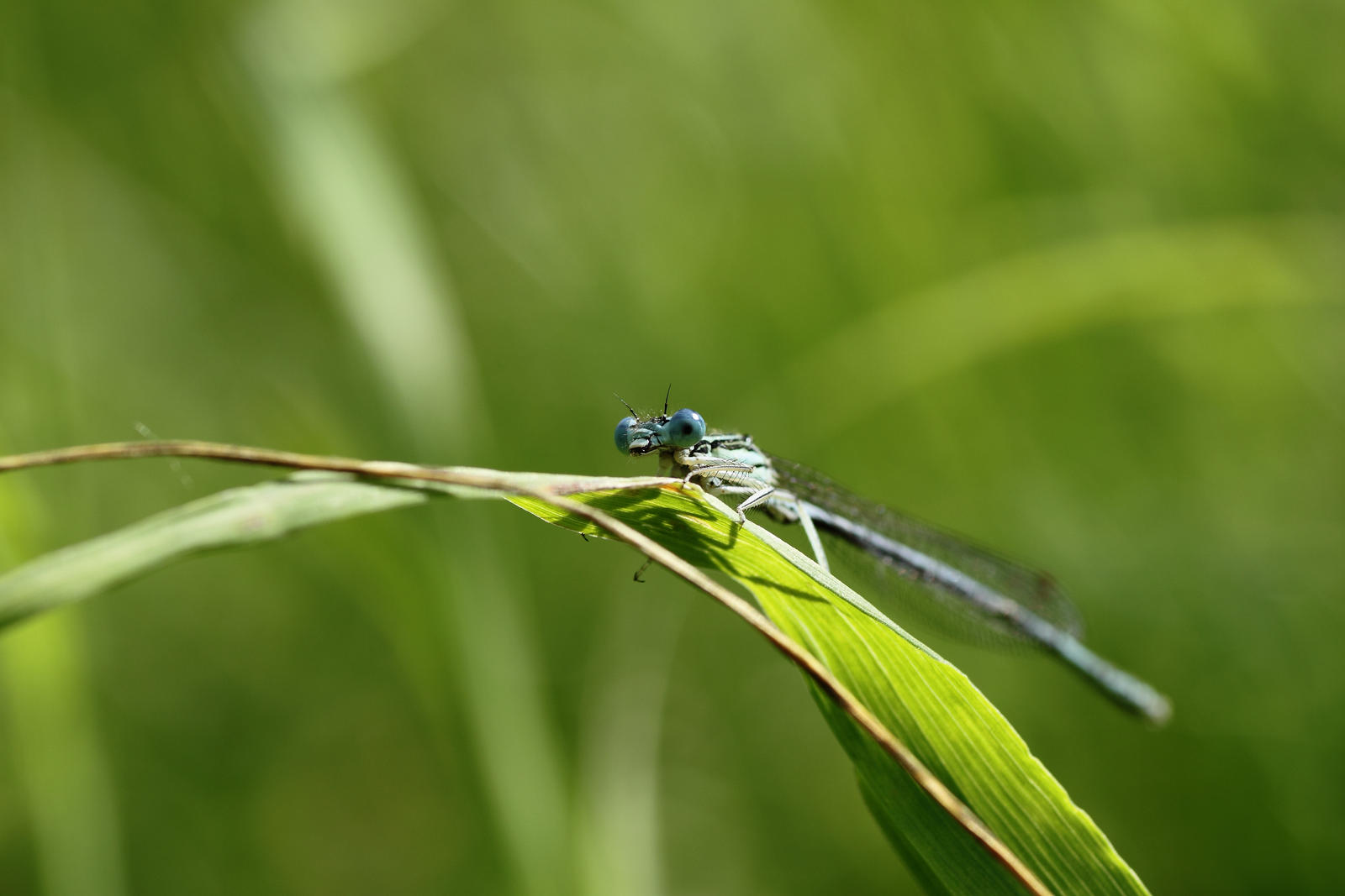 Azure Damselfly