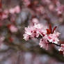 Cherry Blossom ...