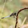 Black-tailed skimmer (Orthetrum Cancellatum)