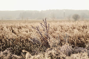 Frozen Field by Skaldur