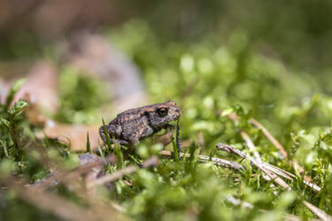 The common Toad by Skaldur