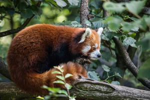 Red Panda