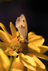 Meadow Brown