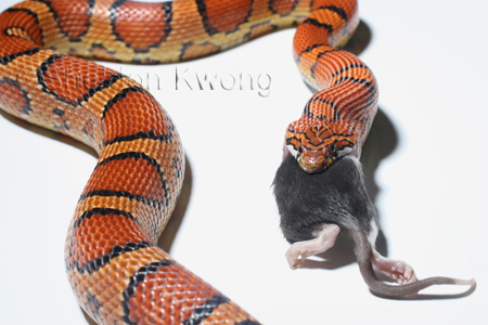 Corn snake 3