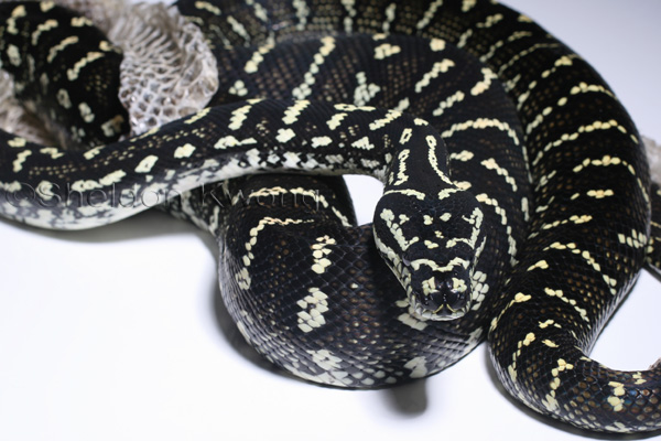 Diamond x Jungle Carpet Python by cheynei on DeviantArt