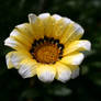 daisy.after.rain