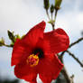 red.hibiscus