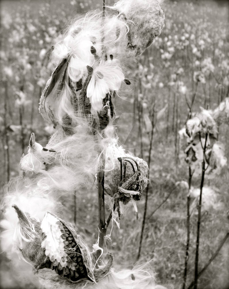 cotton' pickin' by SativaOwlAstute on DeviantArt