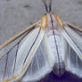 moth