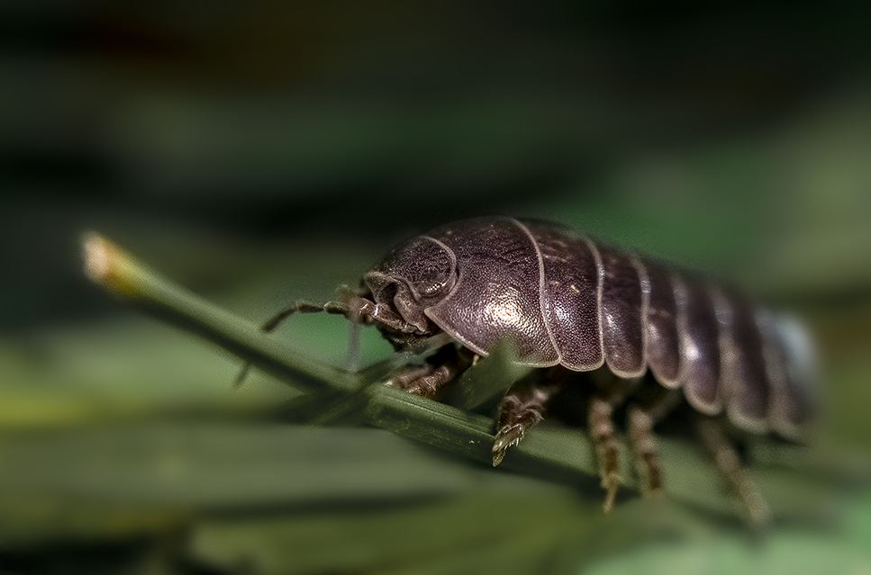 Armadillidium vulgare 2