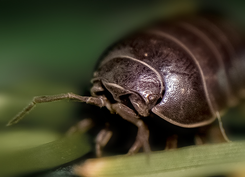 Armadillidium vulgare 4