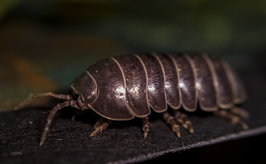 Armadillidium vulgare 14