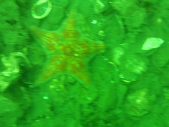 Sea Star