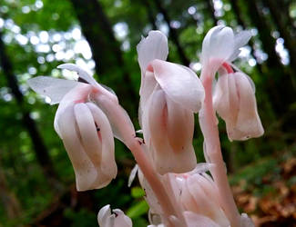 Indian Pipe Sisters