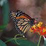 Monarch Butterfly 1