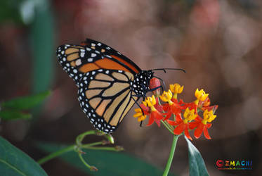 Monarch Butterfly 1 by Zmachi