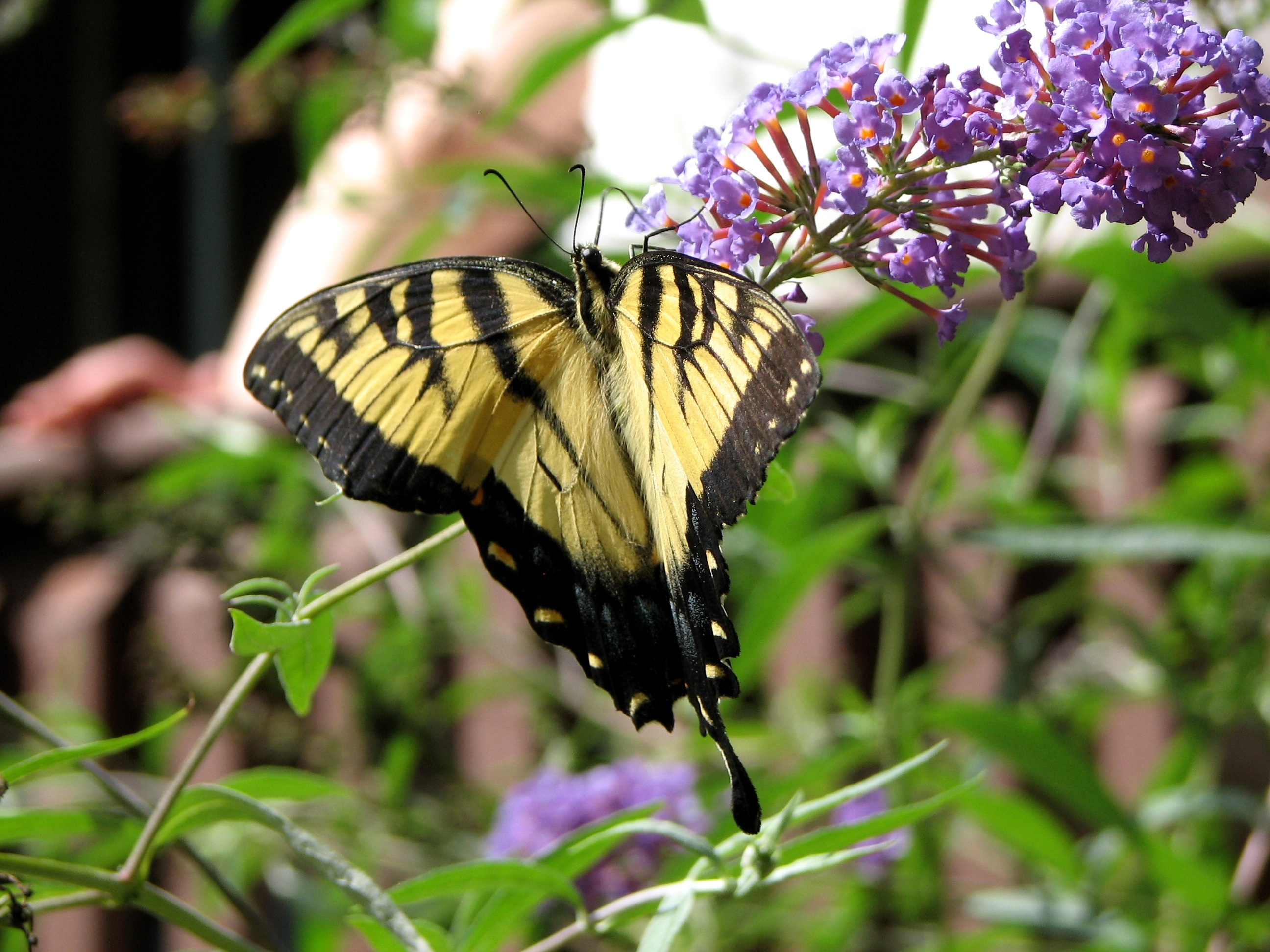 Swallowtail on Butterfly Bush 1