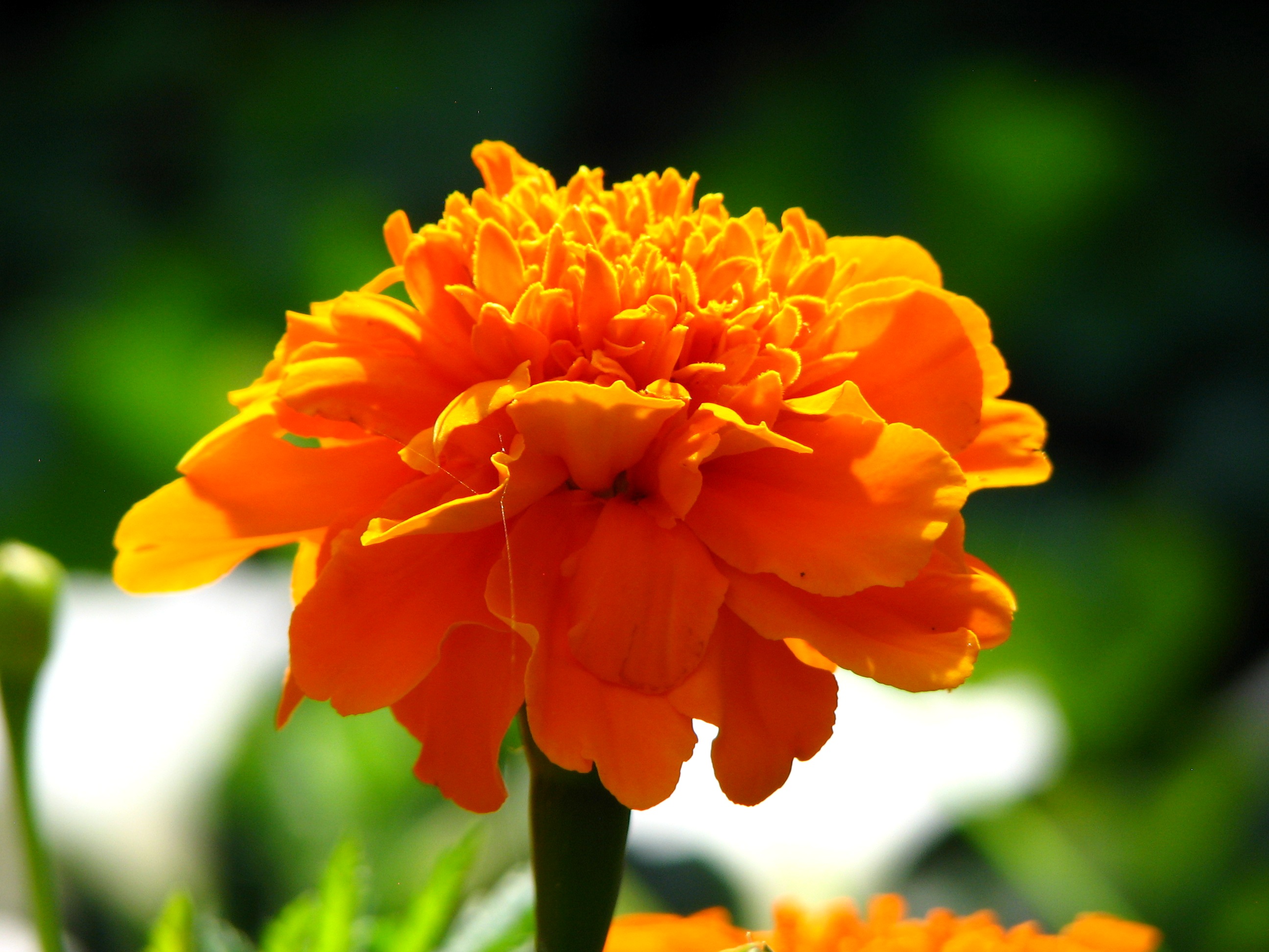 Orange Marigold