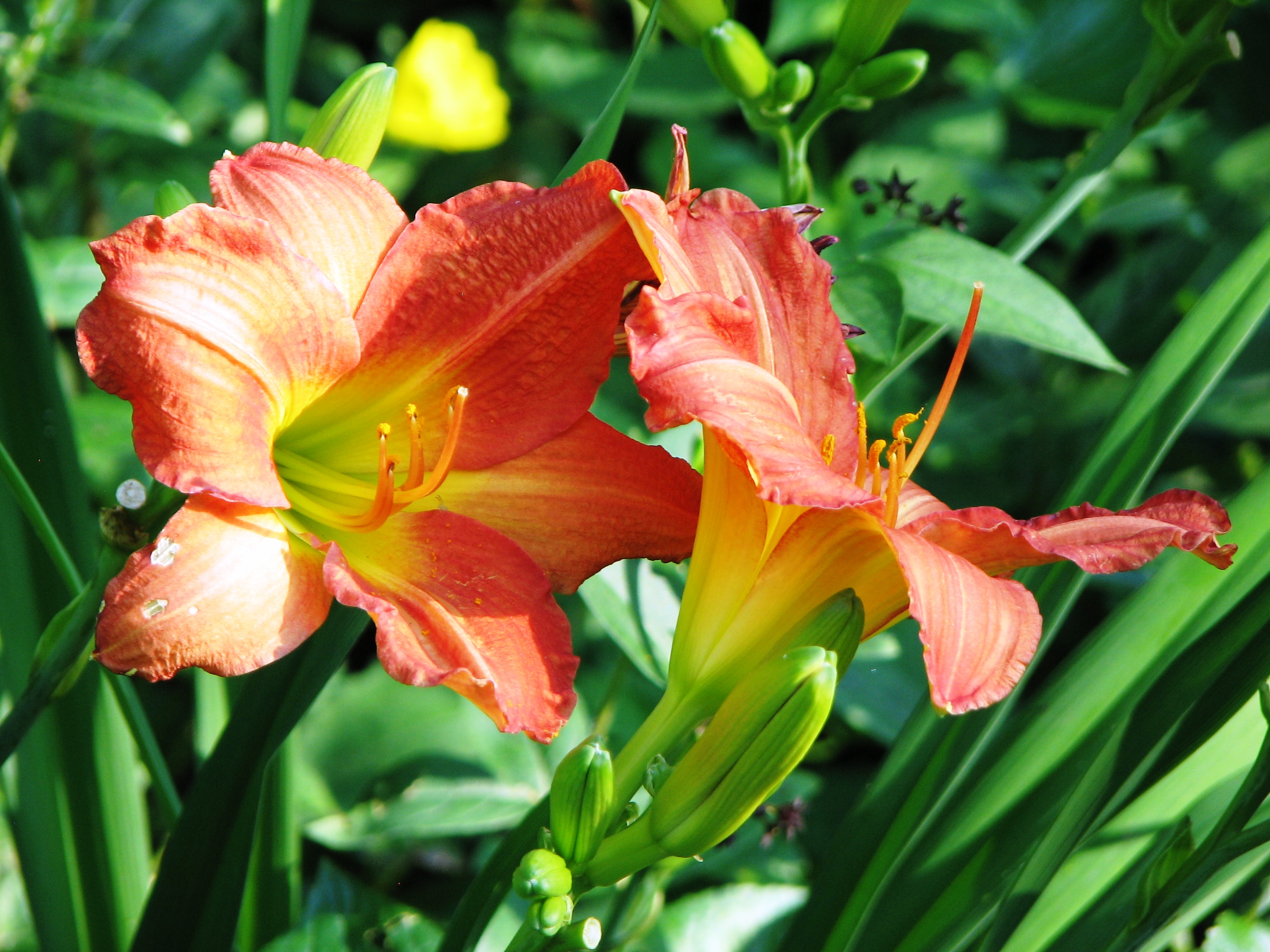 Orange Trumpet Lilies