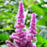 Pink Astilbe