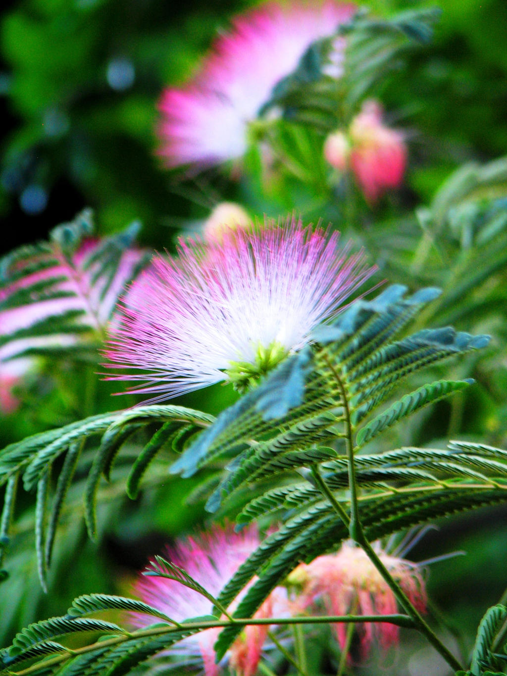 Mimosa Tree Flower