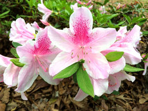 Pink + White Azaleas