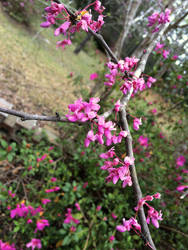 Redbud Blossoms