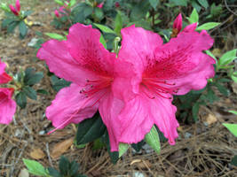 Pink Azaleas